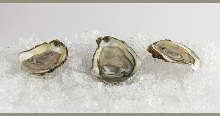 Osprey Point Oyster (12 Count)